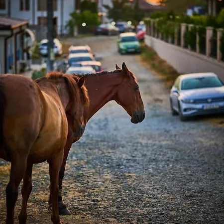 Velekasunrise * Sinemoretz