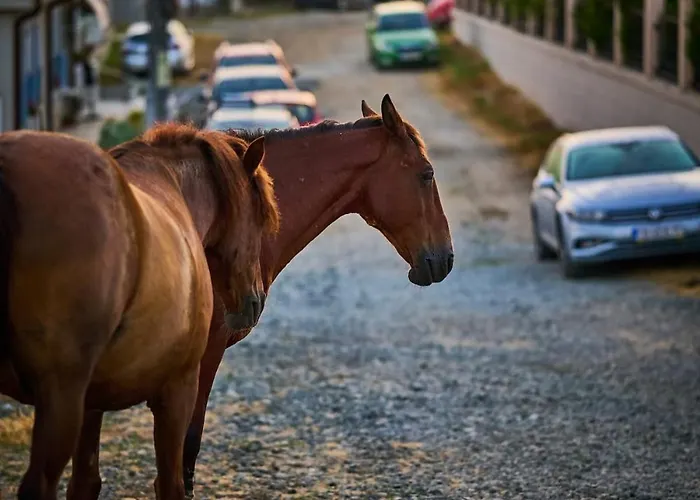 Velekasunrise * Sinemoretz